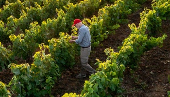 Vitivinicolo 